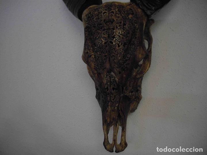 Antig&uuml;edades: CRANEO BUFALO LABRADO - Foto 2