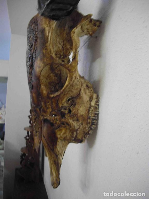 Antig&uuml;edades: CRANEO BUFALO LABRADO - Foto 6