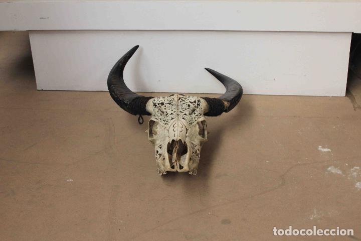 Antig&uuml;edades: CRANEO BUFALO TALLADO BLANCO - Foto 7