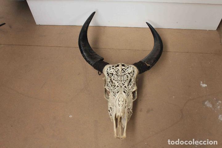 Antig&uuml;edades: CRANEO BUFALO TALLADO BLANCO - Foto 8