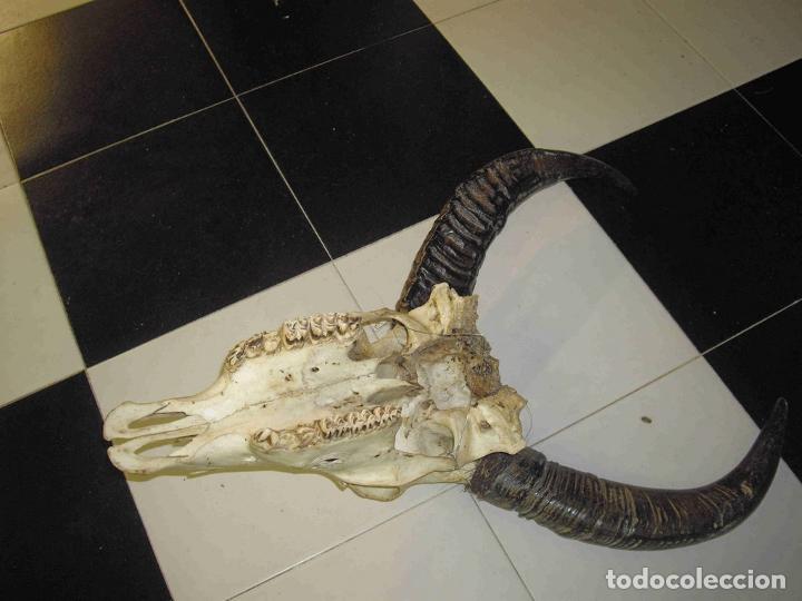 Antig&uuml;edades: VACA CUERNOS SUCIOS - Foto 5