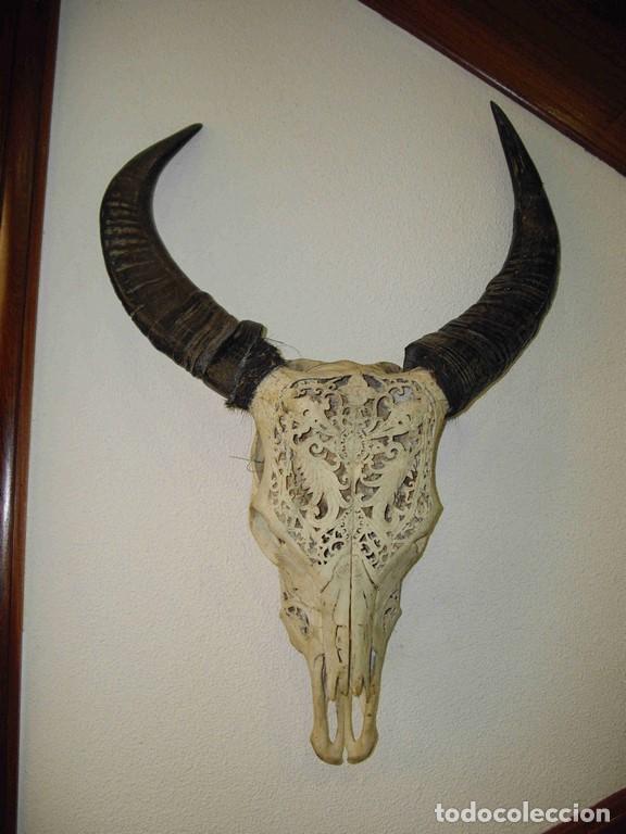 Antig&uuml;edades: VACA CUERNOS SUCIOS - Foto 1