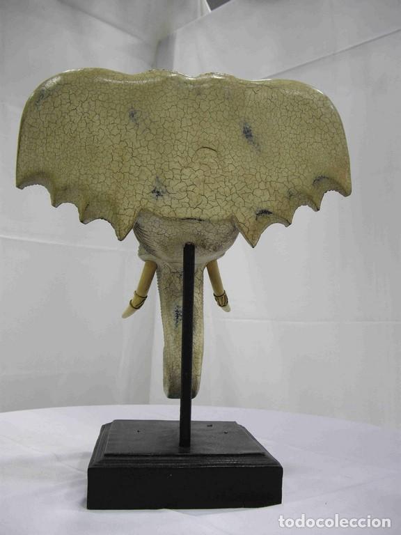 Antig&uuml;edades: CABEZA ELEFANTE MINI - Foto 3