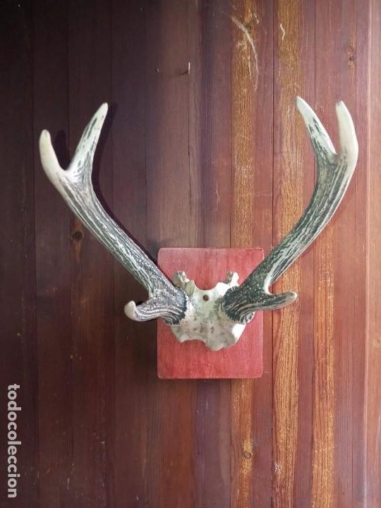 Antig&uuml;edades: CORNAMENTA . - Foto 1