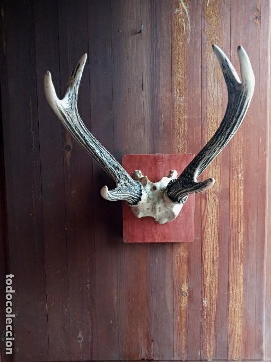 Antig&uuml;edades: CORNAMENTA . - Foto 3