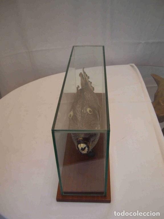 Antig&uuml;edades: PEZ LORO MEDIANO - Foto 2