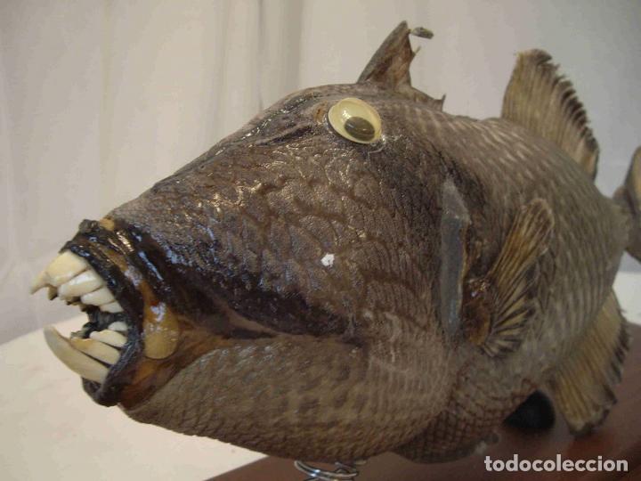 Antig&uuml;edades: PEZ LORO MEDIANO - Foto 3