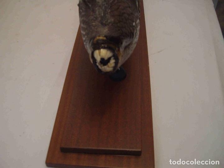 Antig&uuml;edades: PEZ LORO MEDIANO - Foto 6