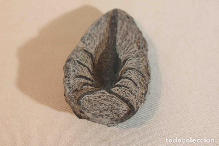 Antig&uuml;edades: FOSIL PIEDRA MODELO C &nbsp;&nbsp;&nbsp;&nbsp;&nbsp;&nbsp;&nbsp;&nbsp;&nbsp;&nbsp;&nbsp;&nbsp;&nbsp;&nbsp;&nbsp;&nbsp; - Foto 3