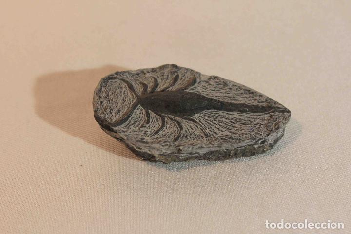 Antig&uuml;edades: FOSIL PIEDRA MODELO C &nbsp;&nbsp;&nbsp;&nbsp;&nbsp;&nbsp;&nbsp;&nbsp;&nbsp;&nbsp;&nbsp;&nbsp;&nbsp;&nbsp;&nbsp;&nbsp; - Foto 4