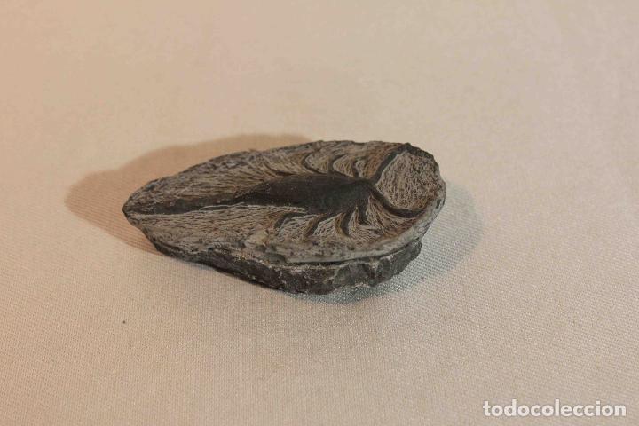 Antig&uuml;edades: FOSIL PIEDRA MODELO C &nbsp;&nbsp;&nbsp;&nbsp;&nbsp;&nbsp;&nbsp;&nbsp;&nbsp;&nbsp;&nbsp;&nbsp;&nbsp;&nbsp;&nbsp;&nbsp; - Foto 1