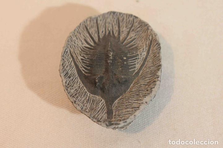 Antig&uuml;edades: FOSIL PIEDRA MODELO D &nbsp;&nbsp;&nbsp;&nbsp;&nbsp;&nbsp;&nbsp;&nbsp;&nbsp;&nbsp;&nbsp;&nbsp;&nbsp;&nbsp;&nbsp;&nbsp; - Foto 3
