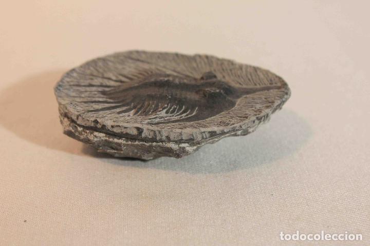Antig&uuml;edades: FOSIL PIEDRA MODELO D &nbsp;&nbsp;&nbsp;&nbsp;&nbsp;&nbsp;&nbsp;&nbsp;&nbsp;&nbsp;&nbsp;&nbsp;&nbsp;&nbsp;&nbsp;&nbsp; - Foto 4