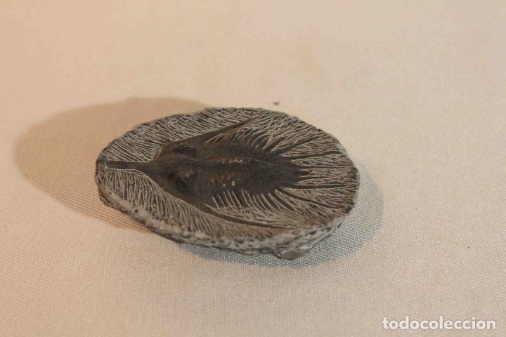 Antig&uuml;edades: FOSIL PIEDRA MODELO D &nbsp;&nbsp;&nbsp;&nbsp;&nbsp;&nbsp;&nbsp;&nbsp;&nbsp;&nbsp;&nbsp;&nbsp;&nbsp;&nbsp;&nbsp;&nbsp; - Foto 1