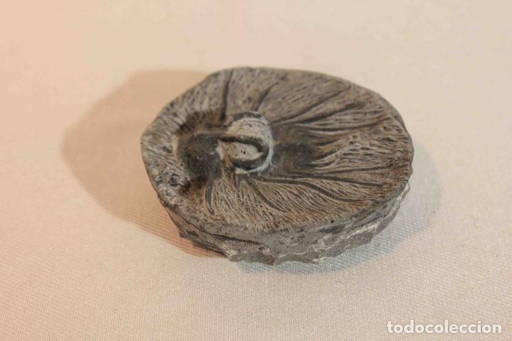 Antig&uuml;edades: FOSIL PIEDRA MODELO B &nbsp;&nbsp;&nbsp;&nbsp;&nbsp;&nbsp;&nbsp;&nbsp;&nbsp;&nbsp;&nbsp;&nbsp;&nbsp;&nbsp;&nbsp;&nbsp; - Foto 4