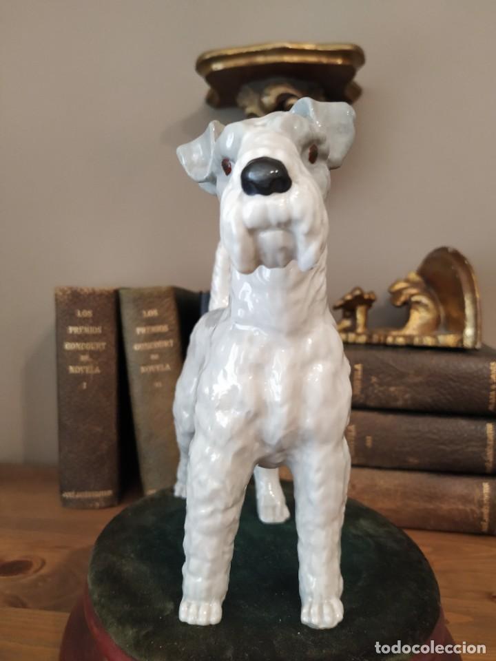 Antig&uuml;edades: FOX TERRIER PORCELANA - Foto 2