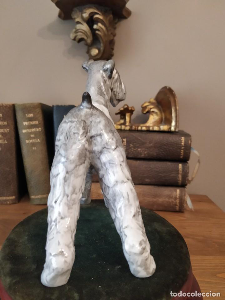 Antig&uuml;edades: PERRO SCHNAUZER PORCELANA SUREDA - Foto 4
