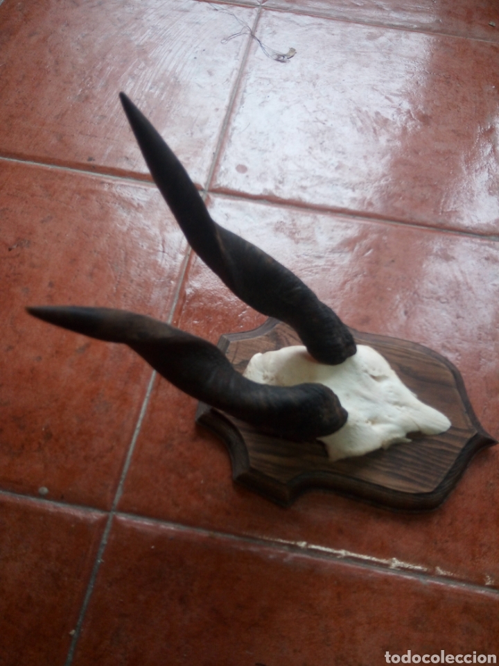 Antig&uuml;edades: Trofeo ant&iacute;lope africano - Foto 2