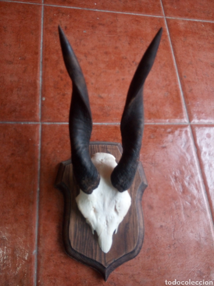 Antig&uuml;edades: Trofeo ant&iacute;lope africano - Foto 1