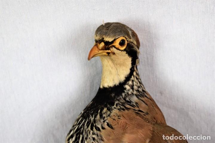 Antigüedades: Pájaro de perdiz taxidermia - Foto 2 - 262672425