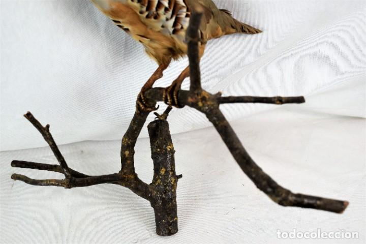 Antigüedades: Pájaro de perdiz taxidermia - Foto 4 - 262672425