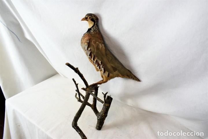 Antigüedades: Pájaro de perdiz taxidermia - Foto 5 - 262672425