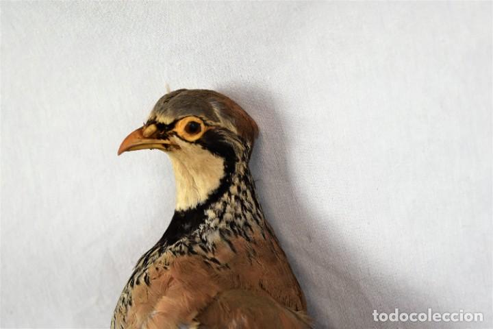 Antigüedades: Pájaro de perdiz taxidermia - Foto 6 - 262672425