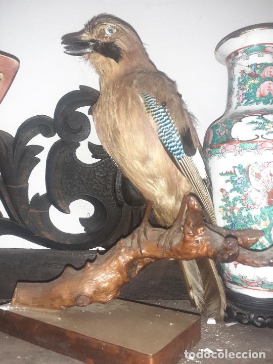 Antig&uuml;edades: Taxidermia Ave - Foto 2