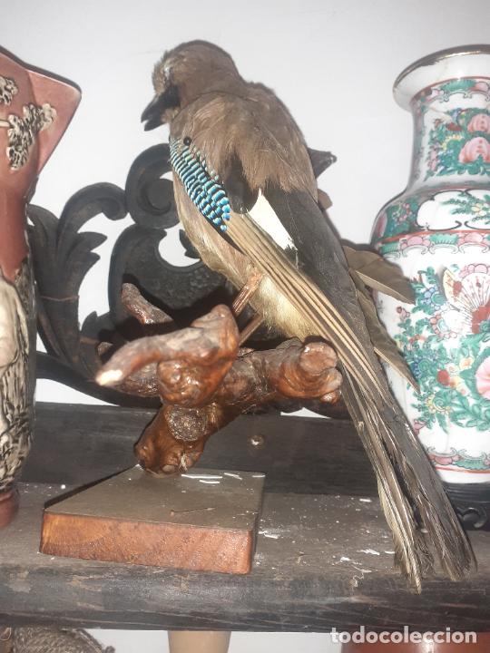 Antig&uuml;edades: Taxidermia Ave - Foto 3