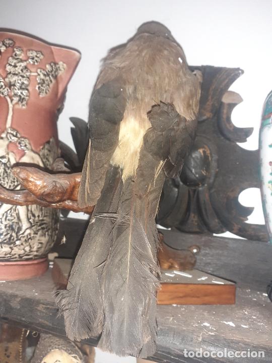 Antig&uuml;edades: Taxidermia Ave - Foto 4