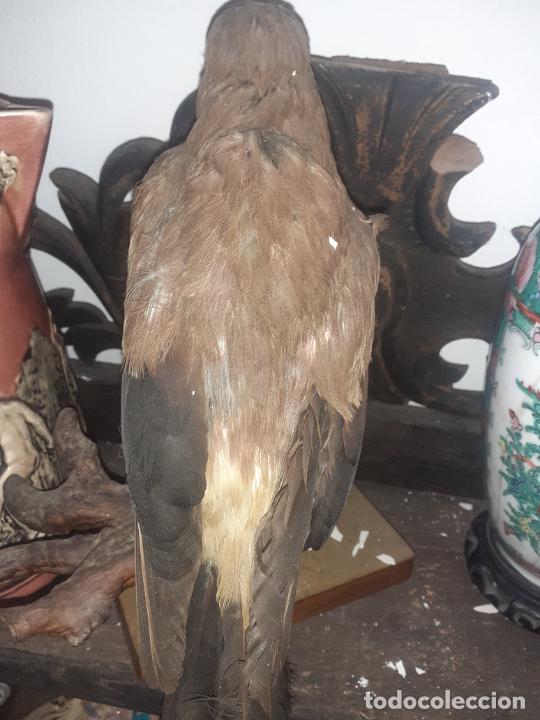 Antig&uuml;edades: Taxidermia Ave - Foto 5