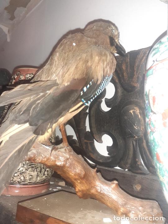 Antig&uuml;edades: Taxidermia Ave - Foto 6