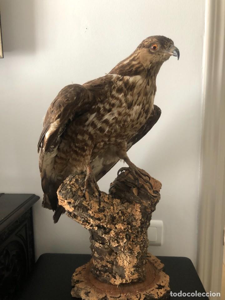 taxidermia aguila milano - Compra venta en todocoleccion