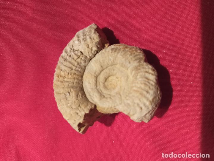 Antig&uuml;edades: FOSIL ORIGINAL AMONITE - Foto 1