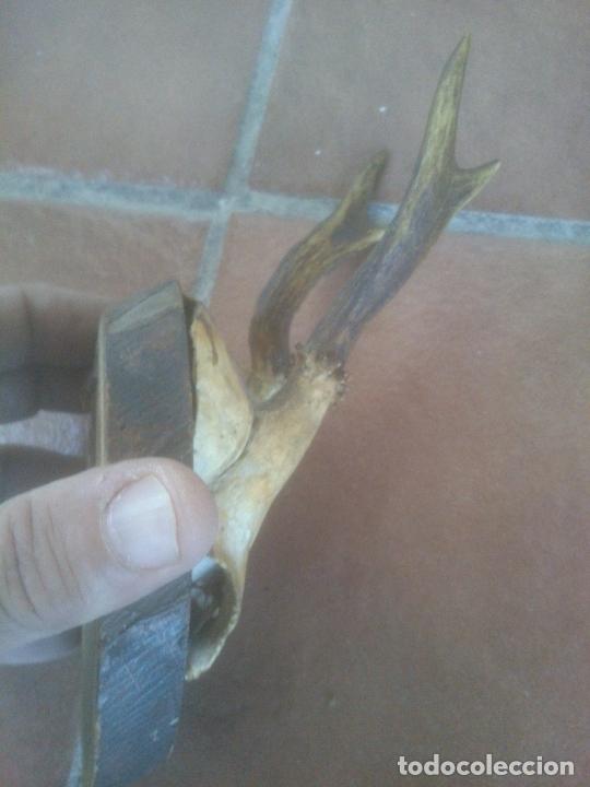 Antig&uuml;edades: PEQUE&Ntilde;A CORNAMENTA SOBRE BASE DE MADERA - Foto 2