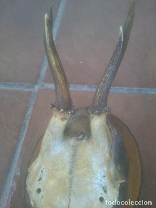Antig&uuml;edades: PEQUE&Ntilde;A CORNAMENTA SOBRE BASE DE MADERA - Foto 3