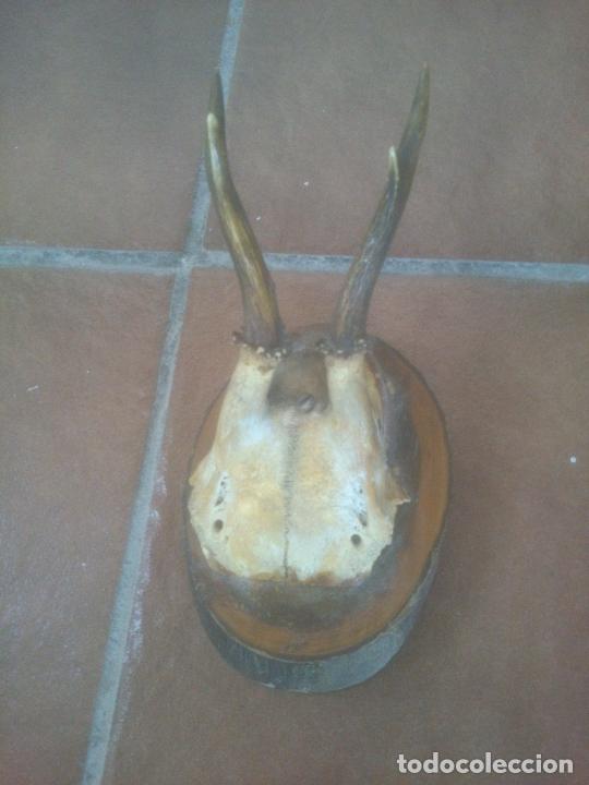 Antig&uuml;edades: PEQUE&Ntilde;A CORNAMENTA SOBRE BASE DE MADERA - Foto 1