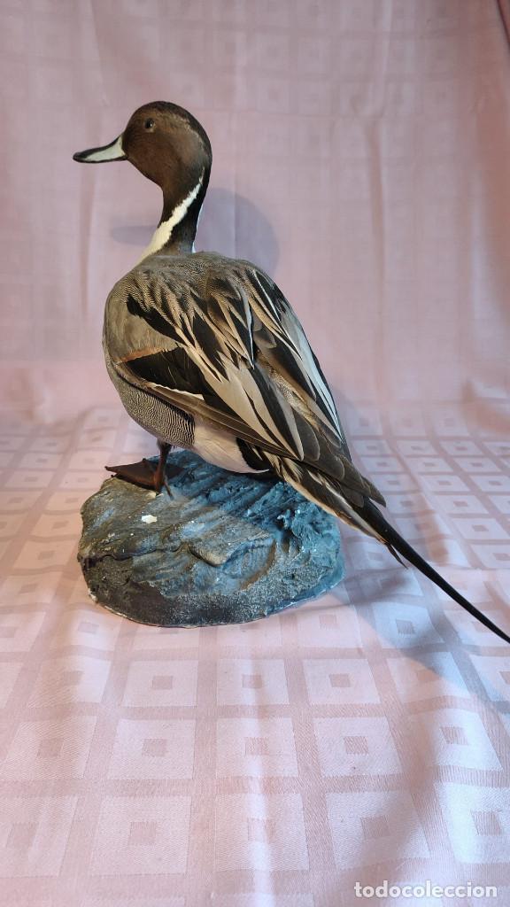 Antigüedades: Pato rabudo disecado - Taxidermia aves - Foto 3 - 293367148