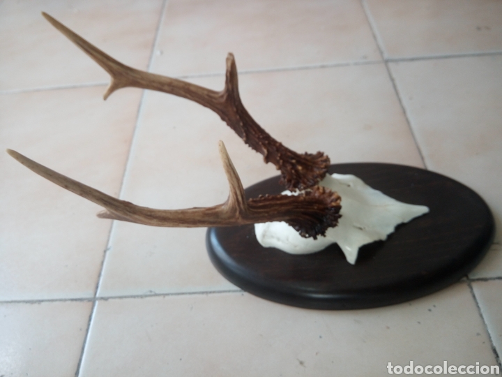 Antig&uuml;edades: Frontal corzo madera haya - Foto 2
