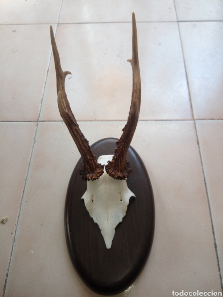 Antig&uuml;edades: Frontal corzo madera haya - Foto 1