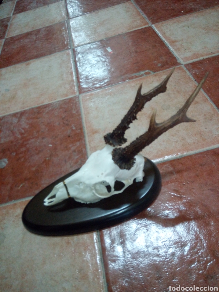 Antig&uuml;edades: Craneo corzo,trofeo - Foto 1