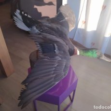 Antiquités: PATO TAXIDERMIA. Lote 300412643