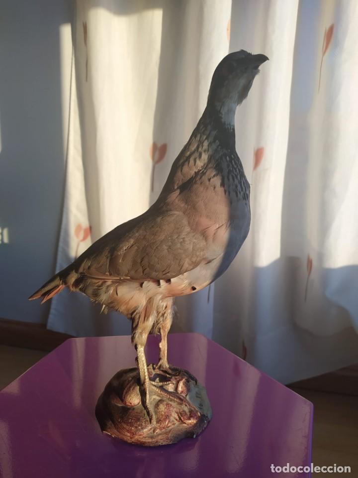 Antig&uuml;edades: Perdiz taxidermia - Foto 1