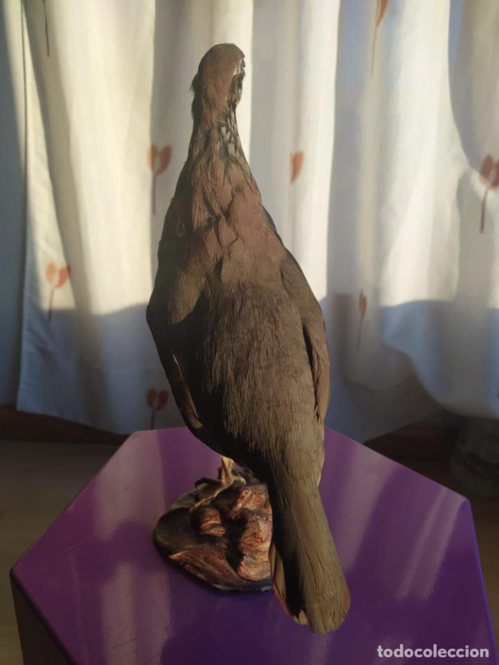 Antig&uuml;edades: Perdiz taxidermia - Foto 2