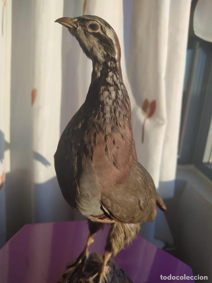 Antig&uuml;edades: Perdiz taxidermia - Foto 3