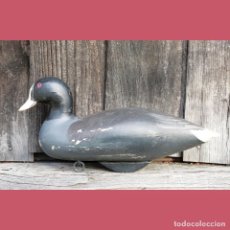 Antigüedades: DECOY COOT WORKING DECOY CAPTAIN HARRY JOBES, ABERDEEN MARYLAND 1957 RECLAMO DE CAZA FOCHA DE MADERA