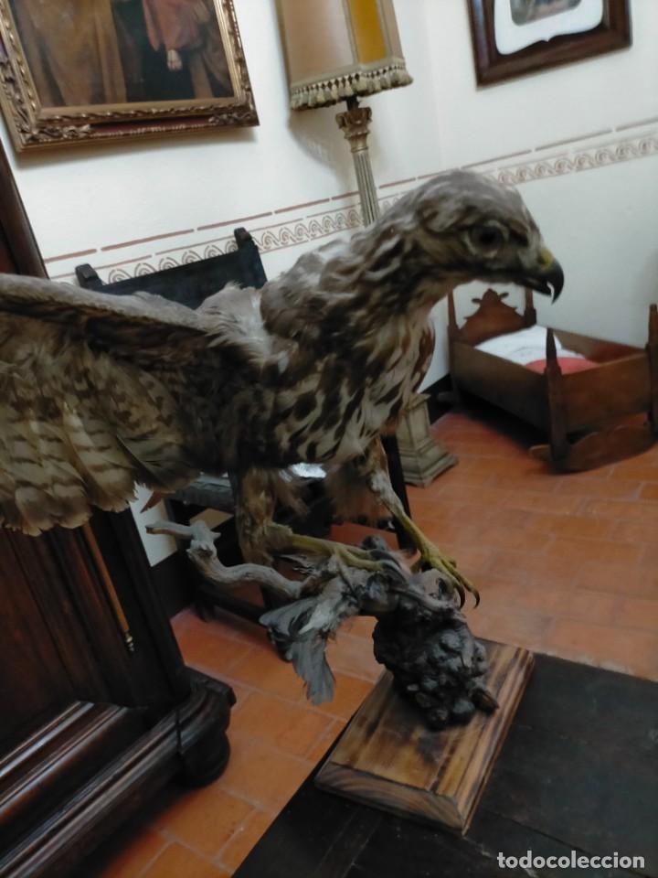 antigua águila o halcón disecado, ave de presa - Compra venta en  todocoleccion