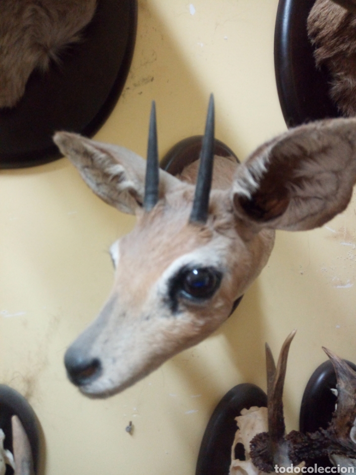 Antig&uuml;edades: Ant&iacute;lope africano enano - Foto 1