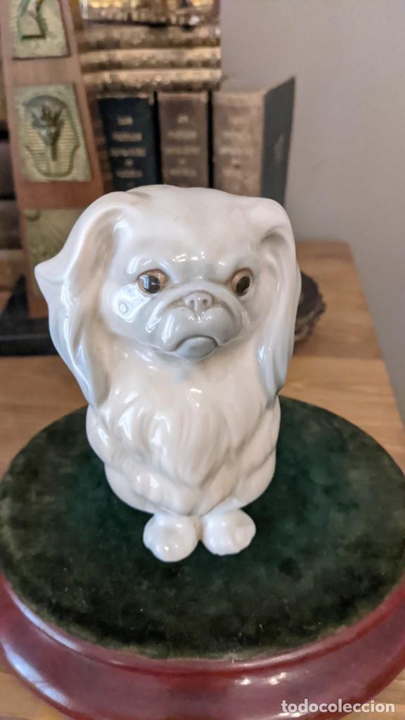 Antig&uuml;edades: PERRO PEQUIN&Eacute;S LLADRO - Foto 6