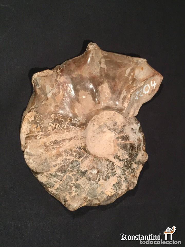 Antig&uuml;edades: F&oacute;sil Amonite 16x16 cms - Foto 4